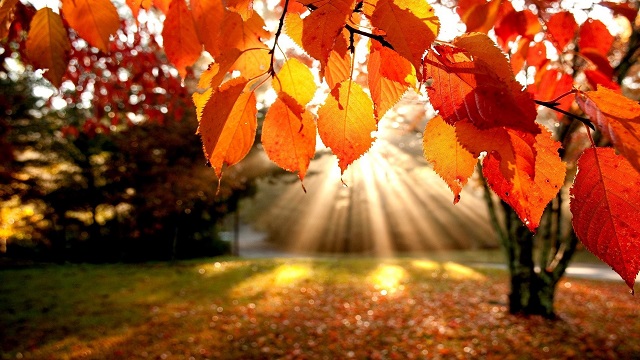autumn